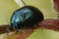 Chrysolina haemoptera