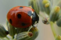 Coccinella septempunctata