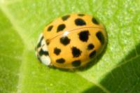 Harmonia axyridis