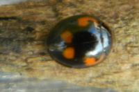 Exochomus quadripustulatus