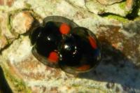 Chilocorus renipustulatus