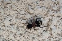 Clerus mutillarius