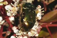 Cetonia aurata