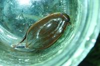 Cybister lateralimarginalis