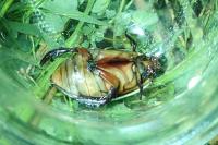 Cybister lateralimarginalis