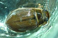 Dytiscus marginalis