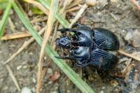 Typhaeus typhoeus