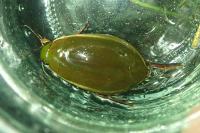 Cybister lateralimarginalis