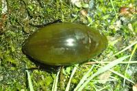 Hydrophilus