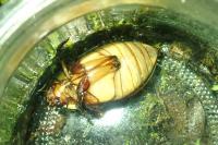 Cybister lateralimarginalis
