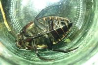Hydrophilus