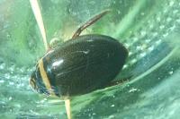 Graphoderus cinereus
