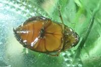 Graphoderus cinereus