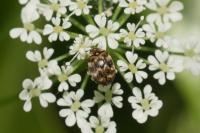 Anthrenus verbasci