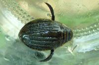 Acilius sulcatus