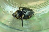 Acilius sulcatus