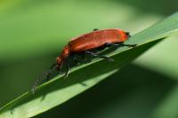 Pyrochroa serraticornis