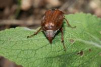 Melolontha melolontha