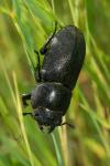 Dorcus parallelipipedus