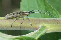 Agapanthia villosoviridescens
