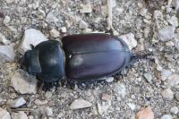 Lucanus cervus