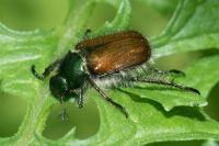 Phyllopertha horticola