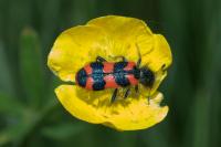 Trichodes alvearius