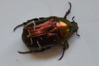 Cetonia aurata