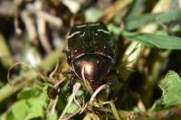 Cetonia aurata