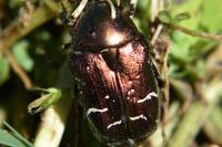 Cetonia aurata