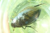 Hydrophilus piceus