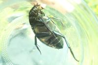 Hydrophilus piceus