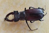 Lucanus cervus cervus