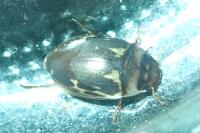 Platambus maculatus
