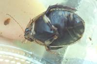 Acilius sulcatus