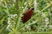 Stictoleptura rubra