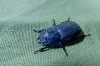 Dorcus parallelipipedus