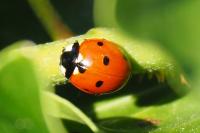 Coccinella septempunctata