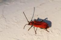 Pyrrhidium sanguineum