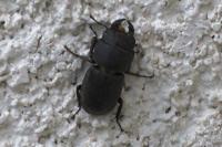 Dorcus parallelipipedus