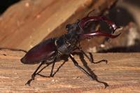 Lucanus cervus