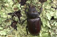 Lucanus cervus