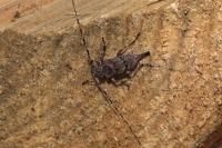 Acanthocinus aedilis