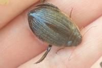 Acilius sulcatus