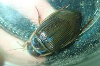 Dytiscus marginalis