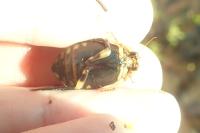 Acilius sulcatus