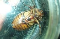 Dytiscus marginalis
