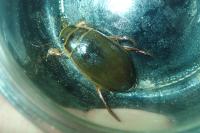 Dytiscus marginalis