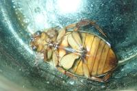 Dytiscus marginalis