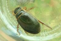 Dytiscus marginalis